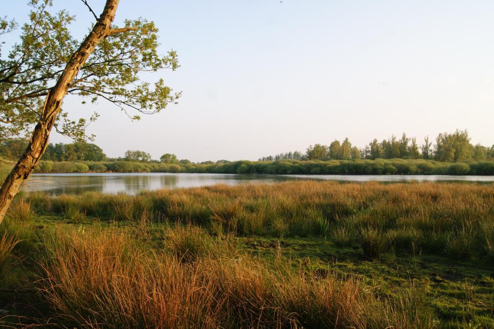Grote plas