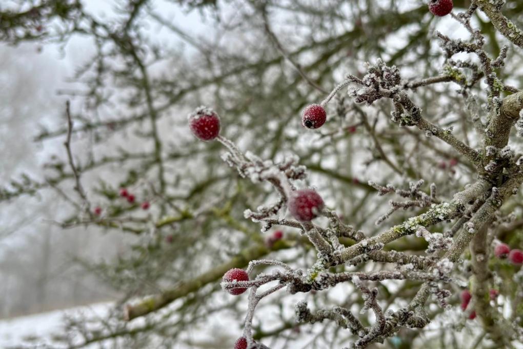 Koeheide in de winter