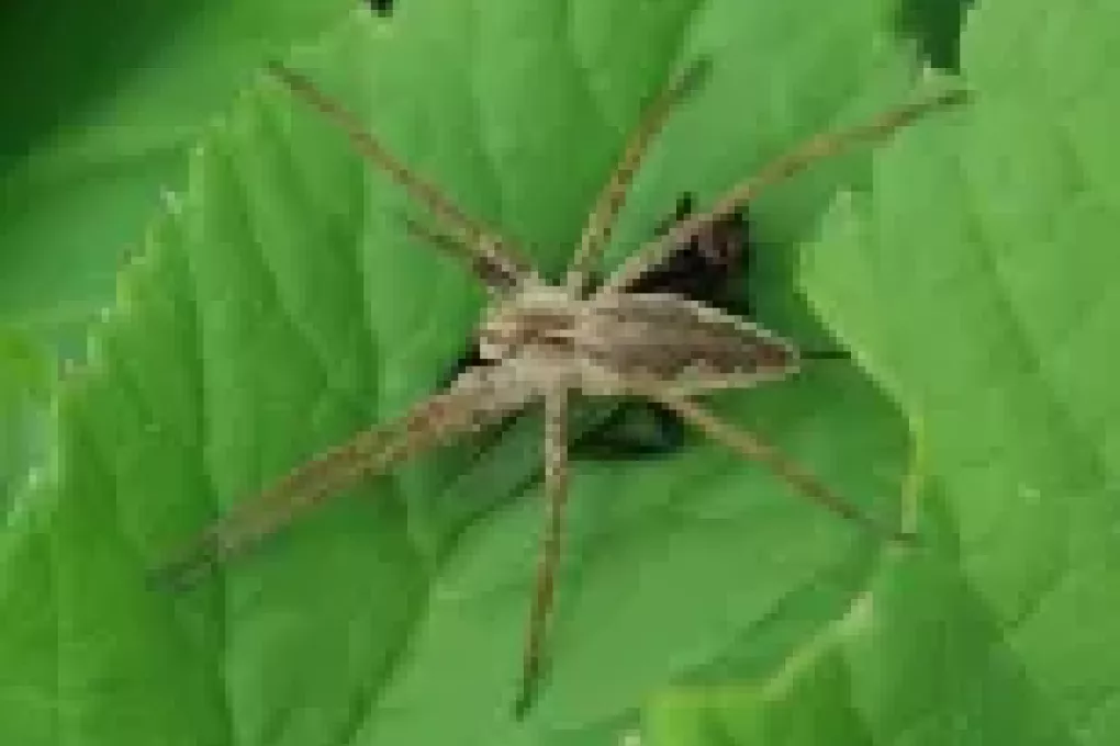 Kraamwebspin