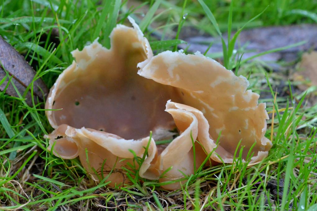 Bruine bekerzwam