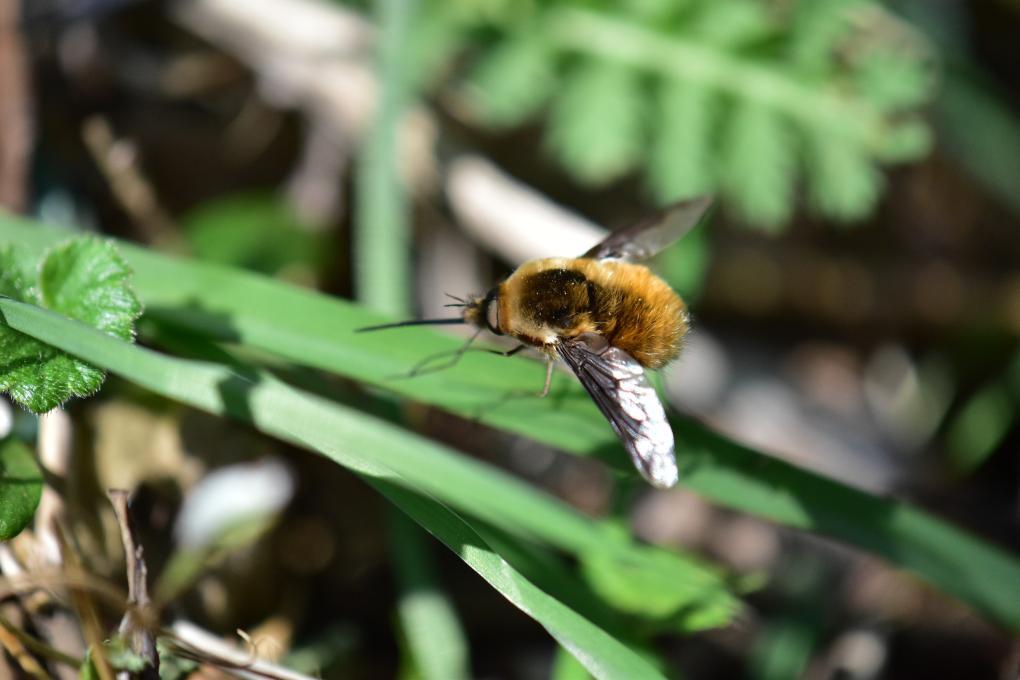 Wilde Bijen - cursus