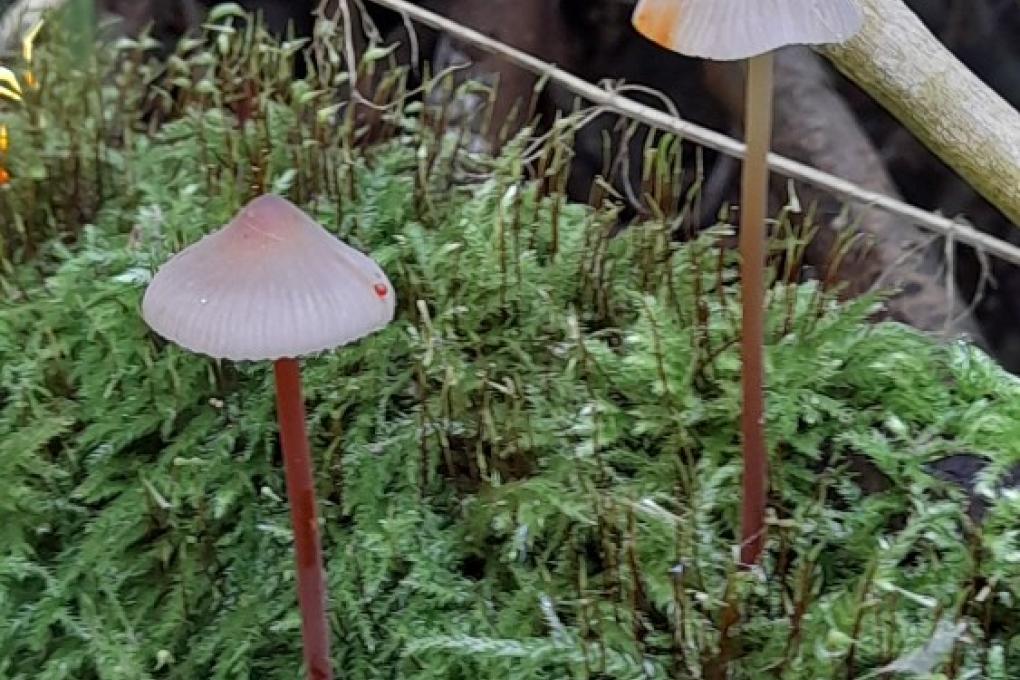 Mycena crocata