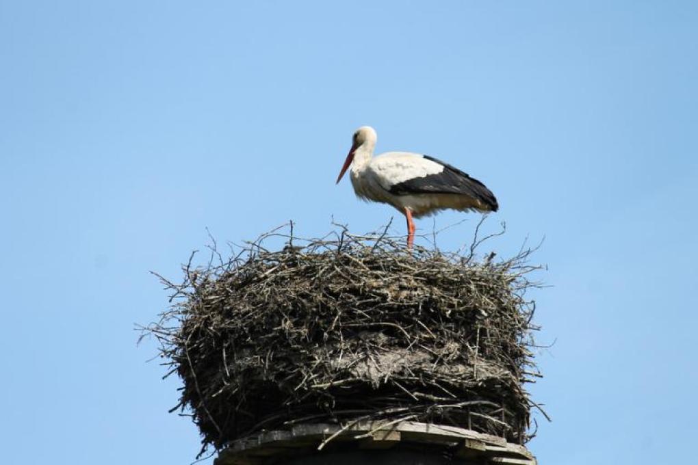 Ooievaar op nest