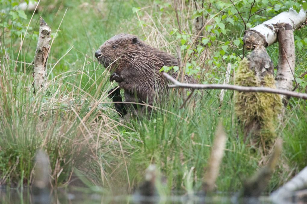 Bever