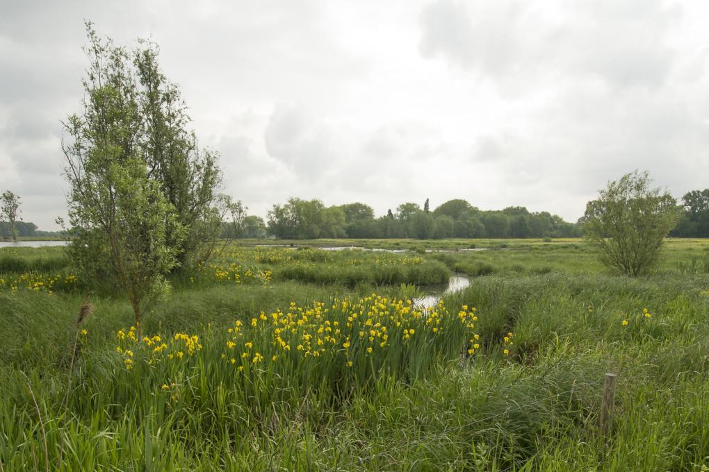 Bourgoyen-Ossemeersen