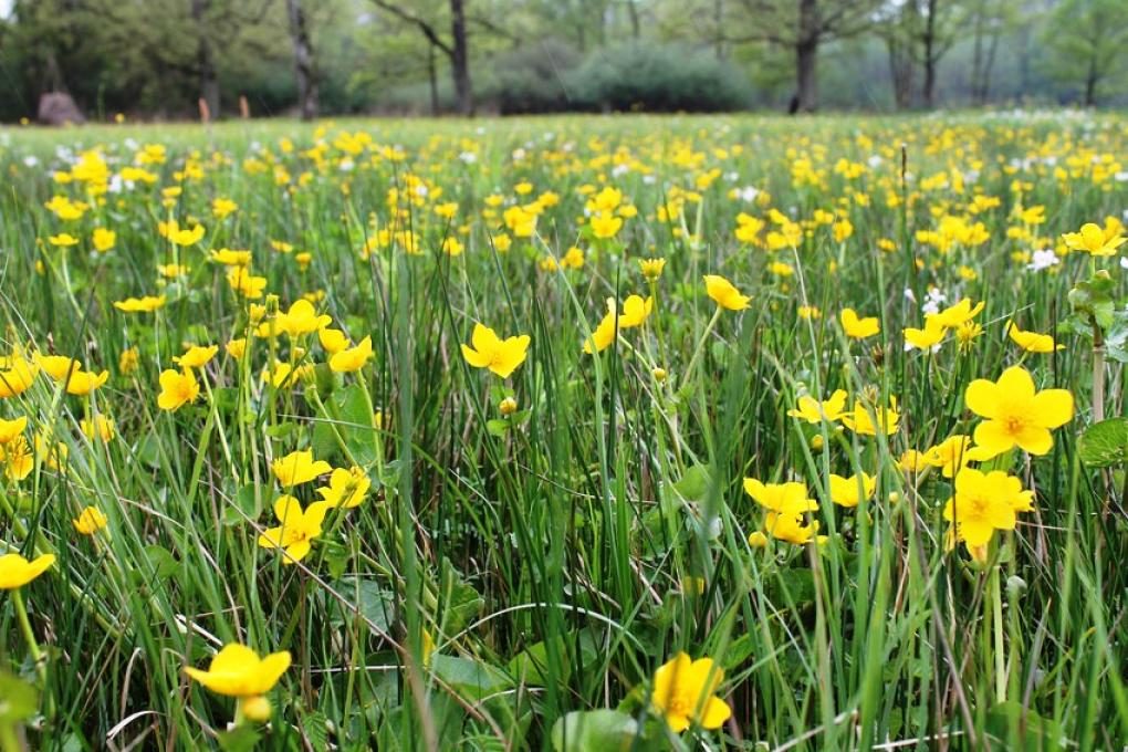 Dotterbloem