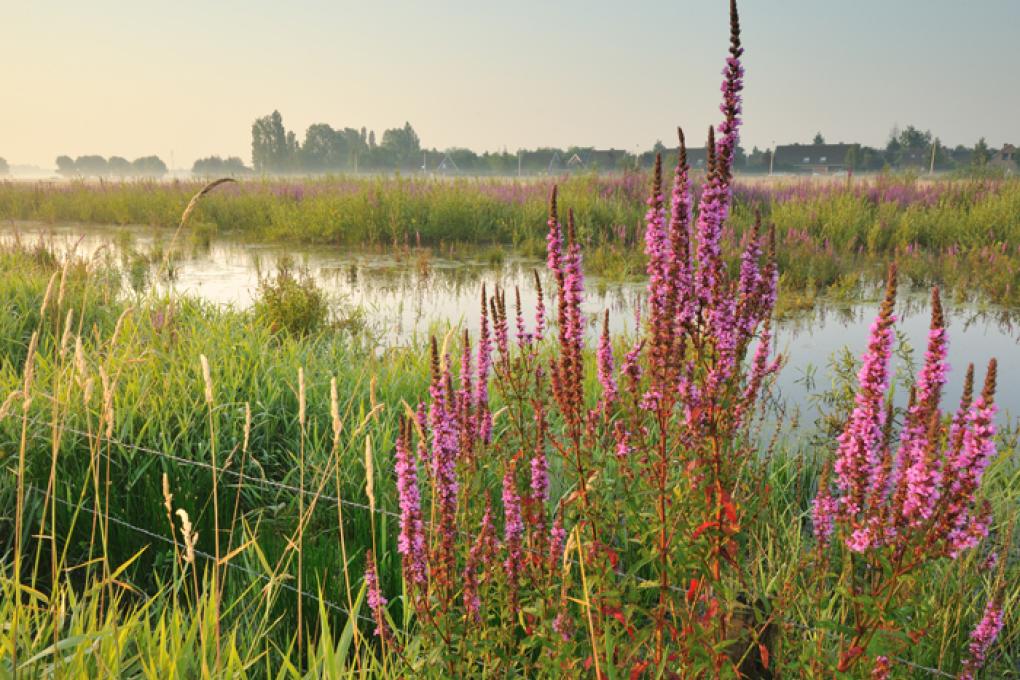 gentbrugse meersen