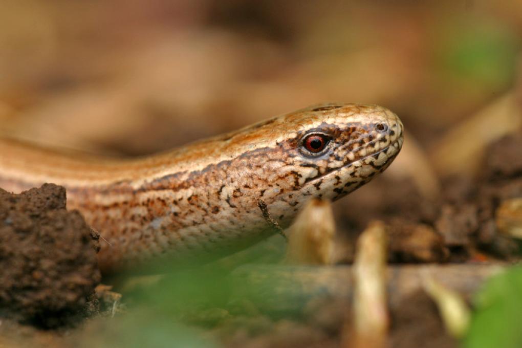 Hazelworm
