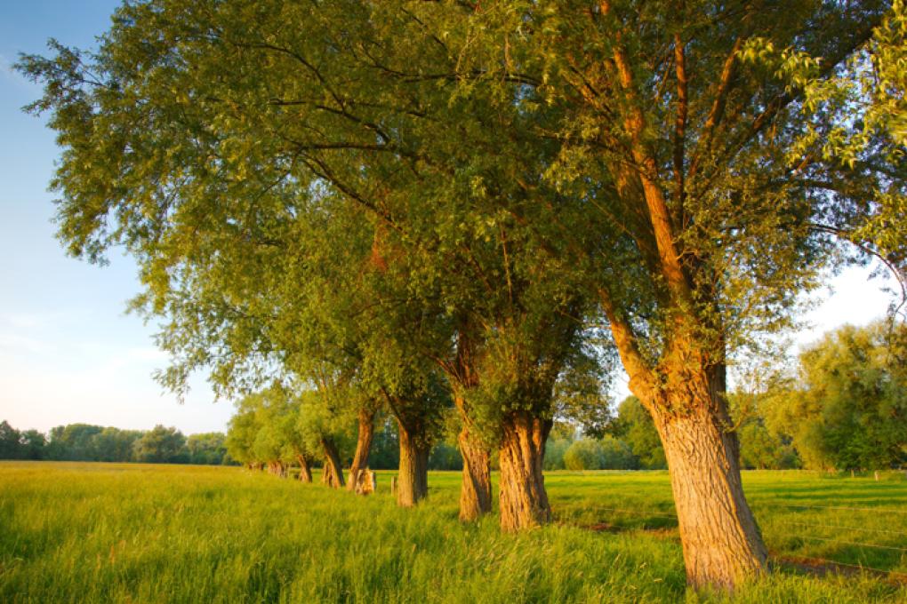 Honegem