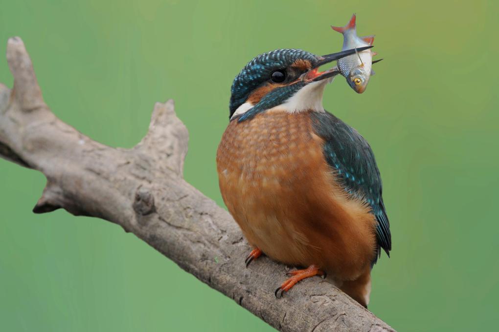 ijsvogel_francois-van-bauwel