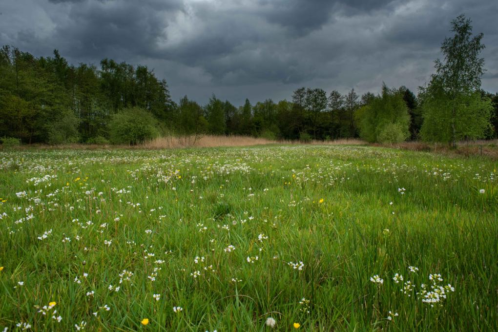 lochterschans-hooilandje met pinksterbloemen