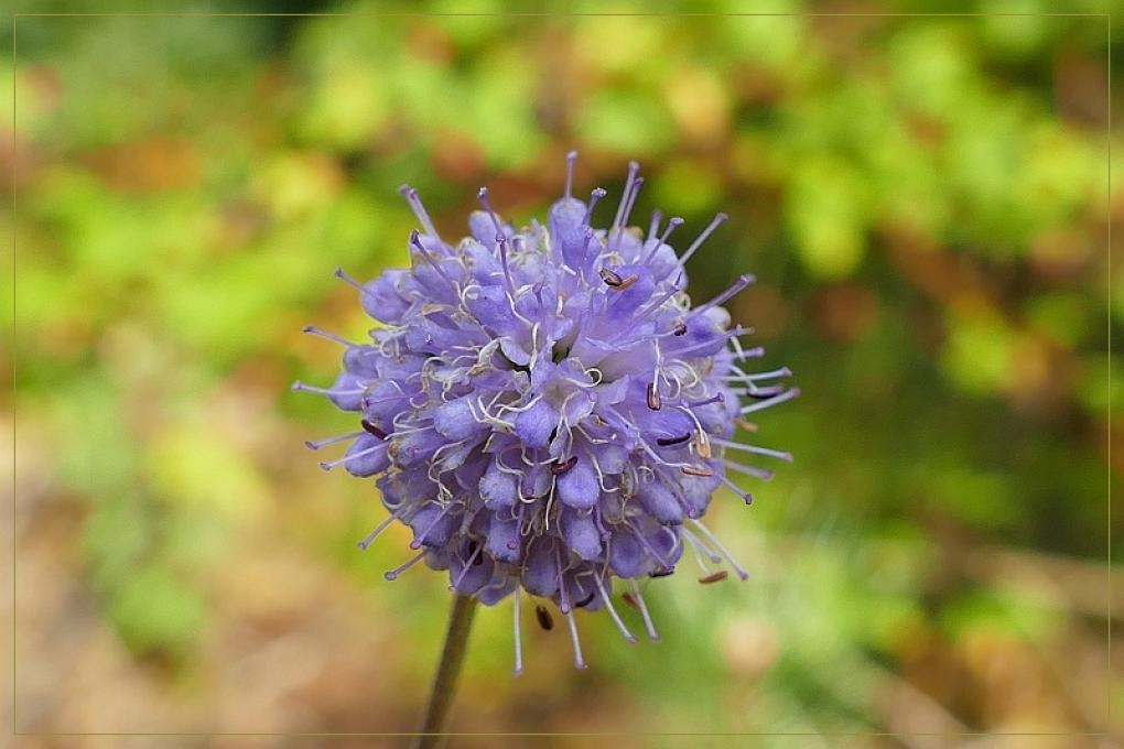 sized_blauwe_knoop-2_0.jpg