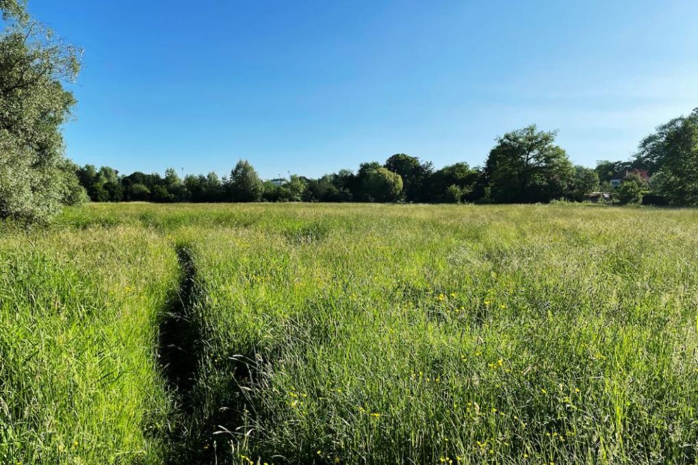 zennebeemden_grasland.jpg