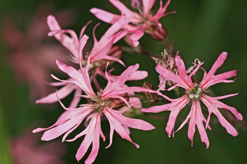 Echte koekoeksbloem