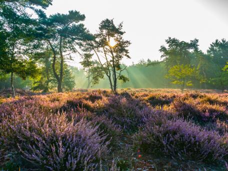 Heide in bloei