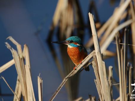 ijsvogel