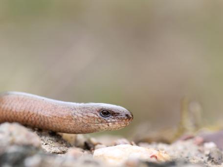 Hazelworm - Kevin Feytons