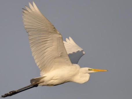 Grote zilverreiger