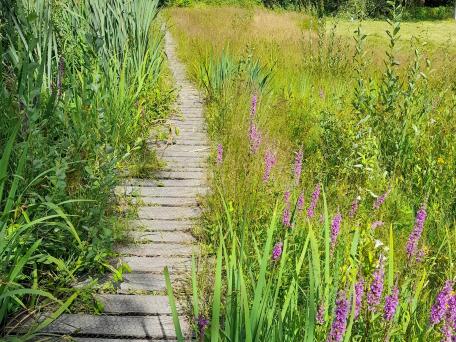 Knuppelpad doorheen het natte grasland van de Raam