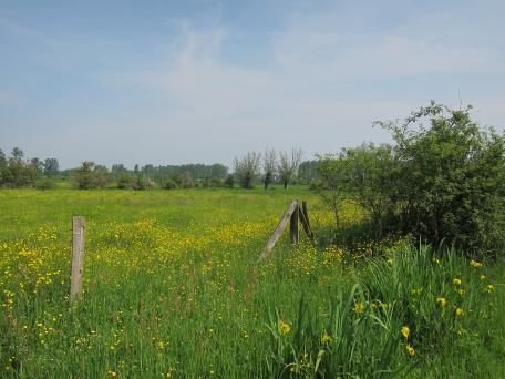 Aronst Hoek Schats