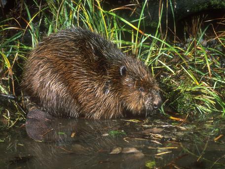Bever
