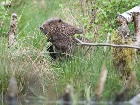 Bever
