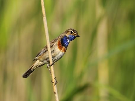 Blauwborst
