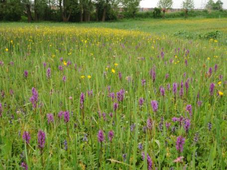 Brede orchis