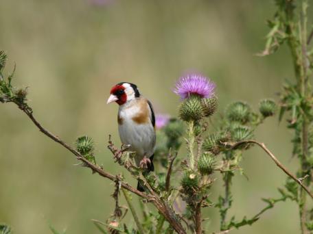 Distelvink