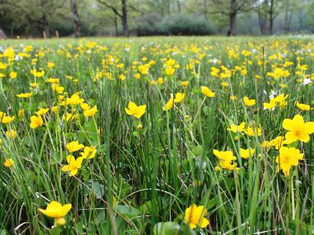 Dotterbloem