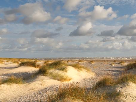 Duinen