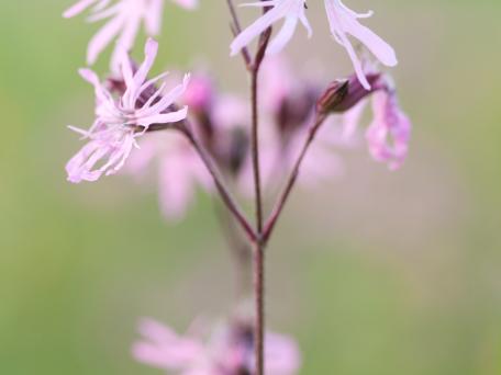 Echte koekoeksbloem
