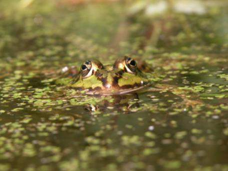 Groene kikker