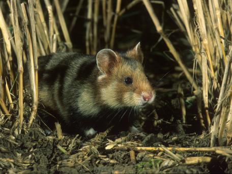 Wilde hamster