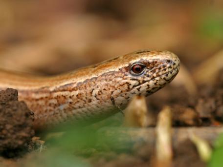Hazelworm