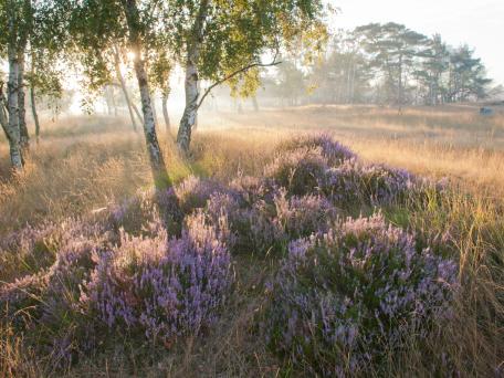Heide