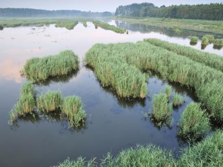 Het Vinne