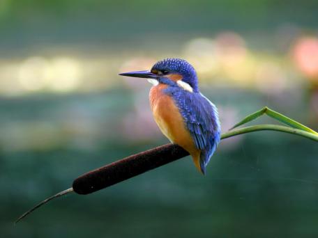 IJsvogel