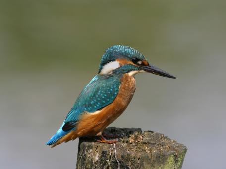 IJsvogel