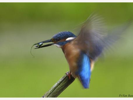 IJsvogel