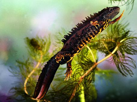Kamsalamander