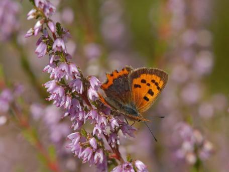 kleine vuurvlinder op struikheide