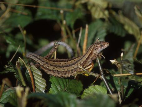 Levendbarende hagedis