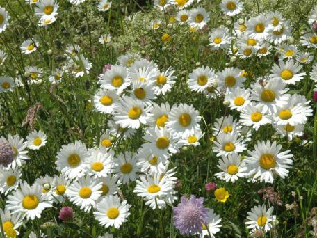 Margriet