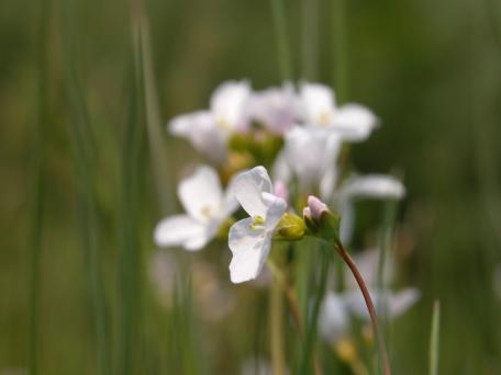 Pinksterbloem