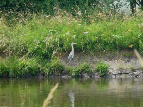 Reiger