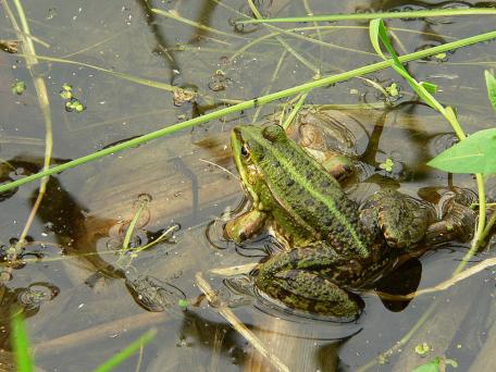 Groene kikker