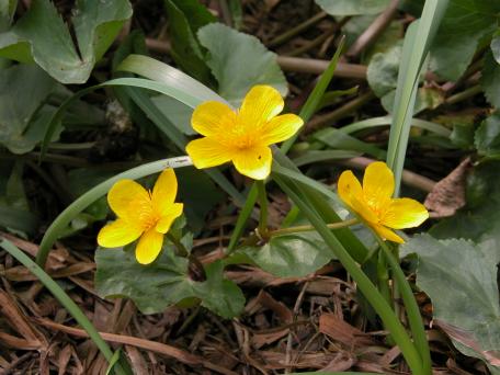 Dotterbloem