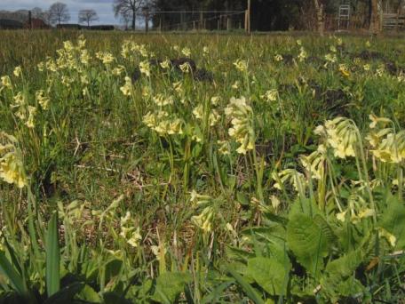 Slanke sleutelbloem