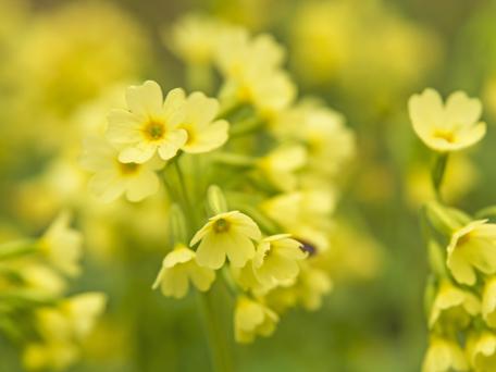 Slanke sleutelbloem